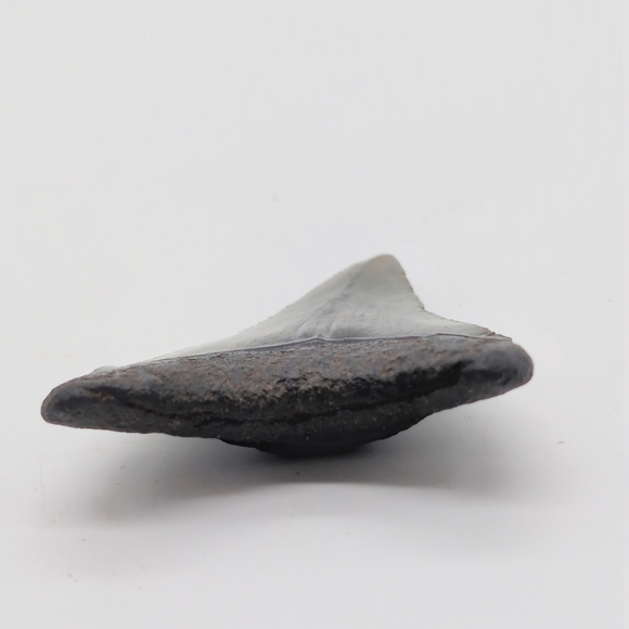 Real Otodus Megalodon Shark Tooth Fossil Sharp Serrations Black / Gray - Picture 8 of 8